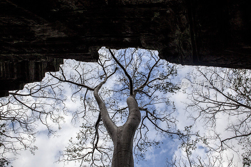 Ta Prohm Temple -柬埔寨